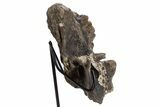 Tyrannosaur (Gorgosaurus?) Vertebral Arch with Stand - Montana #335936-4